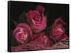 Ombre Tea Rose on Black Background-Anna Miller-Framed Stretched Canvas