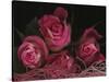 Ombre Tea Rose on Black Background-Anna Miller-Stretched Canvas
