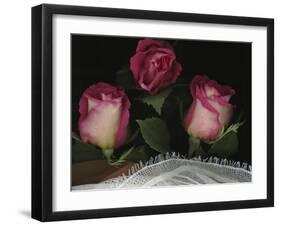 Ombre Tea Rose on Black Background-Anna Miller-Framed Photographic Print