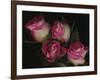 Ombre Tea Rose on Black Background-Anna Miller-Framed Photographic Print