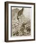 Omdurman: the Last Bearer of the Black Flag, September 2Nd, 1898-English School-Framed Giclee Print