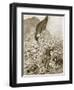 Omdurman: the Last Bearer of the Black Flag, September 2Nd, 1898-English School-Framed Giclee Print