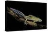 Ommatotriton Vittatus (Southern Banded Newt)-Paul Starosta-Stretched Canvas