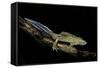 Ommatotriton Vittatus (Southern Banded Newt)-Paul Starosta-Framed Stretched Canvas