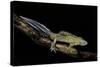 Ommatotriton Vittatus (Southern Banded Newt)-Paul Starosta-Stretched Canvas