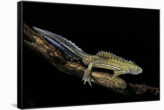 Ommatotriton Vittatus (Southern Banded Newt)-Paul Starosta-Framed Stretched Canvas
