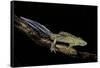 Ommatotriton Vittatus (Southern Banded Newt)-Paul Starosta-Framed Stretched Canvas