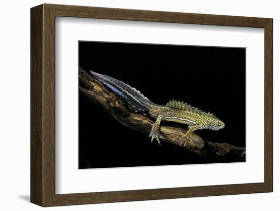 Ommatotriton Vittatus (Southern Banded Newt)-Paul Starosta-Framed Photographic Print