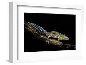 Ommatotriton Vittatus (Southern Banded Newt)-Paul Starosta-Framed Photographic Print