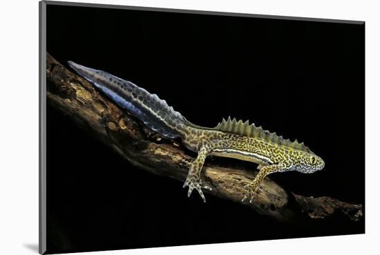 Ommatotriton Vittatus (Southern Banded Newt)-Paul Starosta-Mounted Photographic Print