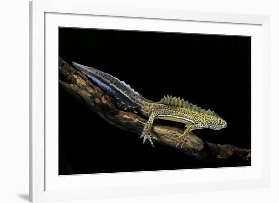 Ommatotriton Vittatus (Southern Banded Newt)-Paul Starosta-Framed Photographic Print