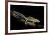 Ommatotriton Vittatus (Southern Banded Newt)-Paul Starosta-Framed Photographic Print