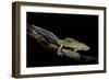 Ommatotriton Vittatus (Southern Banded Newt)-Paul Starosta-Framed Photographic Print