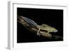 Ommatotriton Vittatus (Southern Banded Newt)-Paul Starosta-Framed Photographic Print