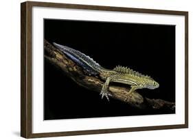 Ommatotriton Vittatus (Southern Banded Newt)-Paul Starosta-Framed Photographic Print