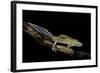 Ommatotriton Vittatus (Southern Banded Newt)-Paul Starosta-Framed Photographic Print