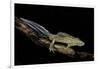 Ommatotriton Vittatus (Southern Banded Newt)-Paul Starosta-Framed Photographic Print