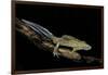 Ommatotriton Vittatus (Southern Banded Newt)-Paul Starosta-Framed Photographic Print