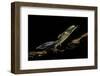 Ommatotriton Vittatus (Southern Banded Newt)-Paul Starosta-Framed Photographic Print