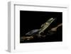 Ommatotriton Vittatus (Southern Banded Newt)-Paul Starosta-Framed Photographic Print