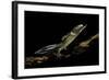 Ommatotriton Vittatus (Southern Banded Newt)-Paul Starosta-Framed Photographic Print
