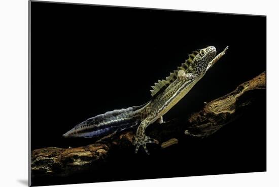 Ommatotriton Vittatus (Southern Banded Newt)-Paul Starosta-Mounted Photographic Print