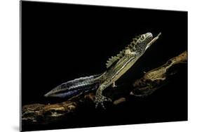 Ommatotriton Vittatus (Southern Banded Newt)-Paul Starosta-Mounted Photographic Print