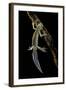 Ommatotriton Vittatus (Southern Banded Newt)-Paul Starosta-Framed Photographic Print