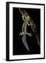 Ommatotriton Vittatus (Southern Banded Newt)-Paul Starosta-Framed Photographic Print