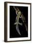 Ommatotriton Vittatus (Southern Banded Newt)-Paul Starosta-Framed Photographic Print