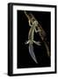 Ommatotriton Vittatus (Southern Banded Newt)-Paul Starosta-Framed Photographic Print