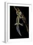 Ommatotriton Vittatus (Southern Banded Newt)-Paul Starosta-Framed Photographic Print