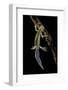 Ommatotriton Vittatus (Southern Banded Newt)-Paul Starosta-Framed Photographic Print