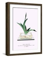 Omoto (Ten Leaves & Berries of Rhodea Japonica) In a Suiban-Josiah Conder-Framed Art Print