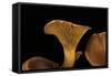 Omphalotus Olearius (Jack-O'-Lantern Mushroom)-Paul Starosta-Framed Stretched Canvas