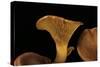 Omphalotus Olearius (Jack-O'-Lantern Mushroom)-Paul Starosta-Stretched Canvas