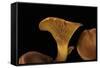 Omphalotus Olearius (Jack-O'-Lantern Mushroom)-Paul Starosta-Framed Stretched Canvas