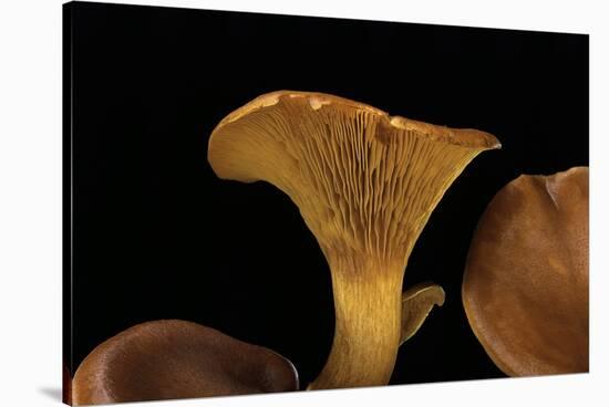 Omphalotus Olearius (Jack-O'-Lantern Mushroom)-Paul Starosta-Stretched Canvas