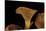 Omphalotus Olearius (Jack-O'-Lantern Mushroom)-Paul Starosta-Stretched Canvas