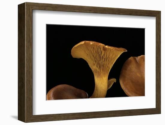 Omphalotus Olearius (Jack-O'-Lantern Mushroom)-Paul Starosta-Framed Photographic Print