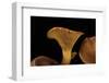 Omphalotus Olearius (Jack-O'-Lantern Mushroom)-Paul Starosta-Framed Photographic Print