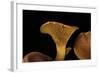 Omphalotus Olearius (Jack-O'-Lantern Mushroom)-Paul Starosta-Framed Photographic Print