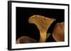 Omphalotus Olearius (Jack-O'-Lantern Mushroom)-Paul Starosta-Framed Photographic Print