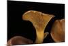 Omphalotus Olearius (Jack-O'-Lantern Mushroom)-Paul Starosta-Mounted Photographic Print