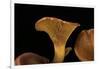 Omphalotus Olearius (Jack-O'-Lantern Mushroom)-Paul Starosta-Framed Photographic Print