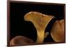 Omphalotus Olearius (Jack-O'-Lantern Mushroom)-Paul Starosta-Framed Photographic Print