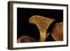Omphalotus Olearius (Jack-O'-Lantern Mushroom)-Paul Starosta-Framed Photographic Print
