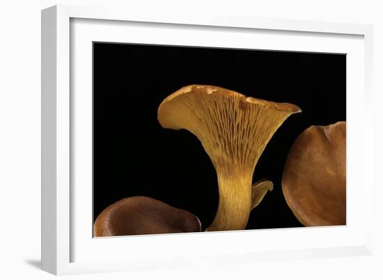 Omphalotus Olearius (Jack-O'-Lantern Mushroom)-Paul Starosta-Framed Photographic Print