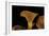 Omphalotus Olearius (Jack-O'-Lantern Mushroom)-Paul Starosta-Framed Photographic Print