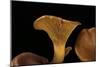 Omphalotus Olearius (Jack-O'-Lantern Mushroom)-Paul Starosta-Mounted Photographic Print